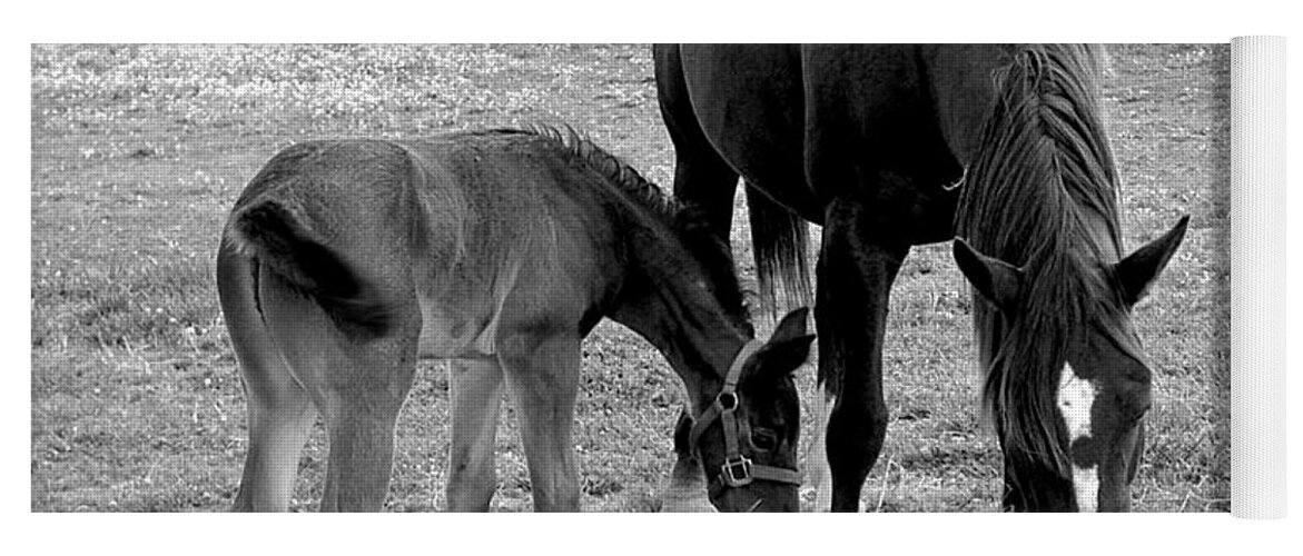 Quarter Horses Yoga Mat featuring the photograph Lunch - Mare and Foal B/W by Lesa Fine