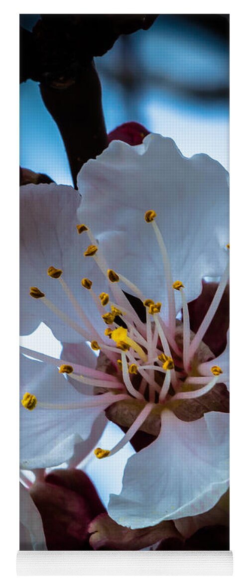 Flowering Trees Yoga Mat featuring the photograph Apple Blossom by Robert Bales