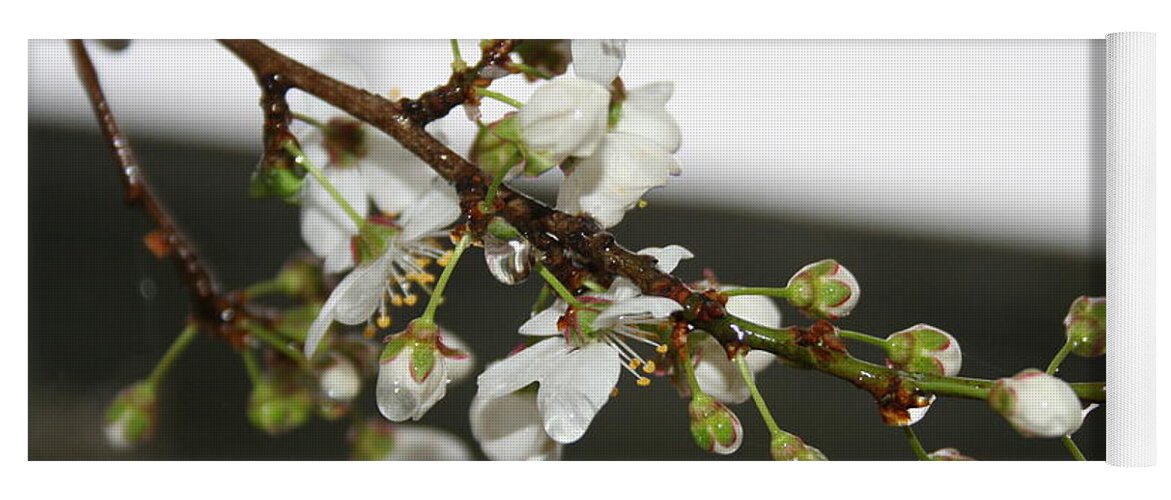 Apple Blossom Yoga Mat featuring the photograph Apple Blossom Buds by Valerie Collins