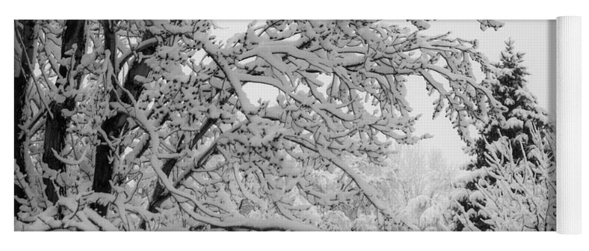 Trees Yoga Mat featuring the photograph April Snow BW by Ernest Echols