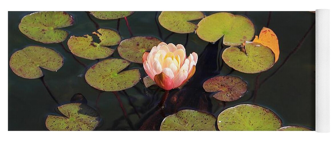 Lily Pads Yoga Mat featuring the photograph Aquatic Garden with Water Lily by Michael Saunders