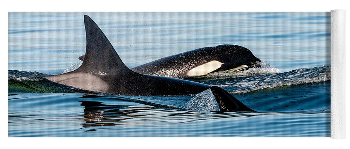 Orca Yoga Mat featuring the photograph Aquatic Immersion by Roxy Hurtubise