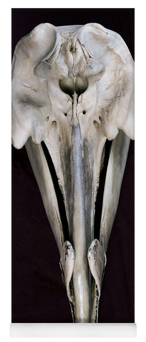 534254 Yoga Mat featuring the photograph Arch-beaked Whale Skull by Hiroya Minakuchi