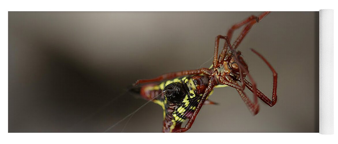 Arrow-shaped Micrathena Spider Starting A Web Yoga Mat featuring the photograph Arrow-Shaped Micrathena Spider Starting A Web by Daniel Reed