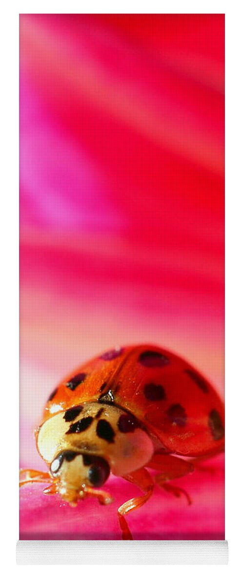 Red Yoga Mat featuring the photograph Asian Lady Beetle 2 by Amanda Mohler