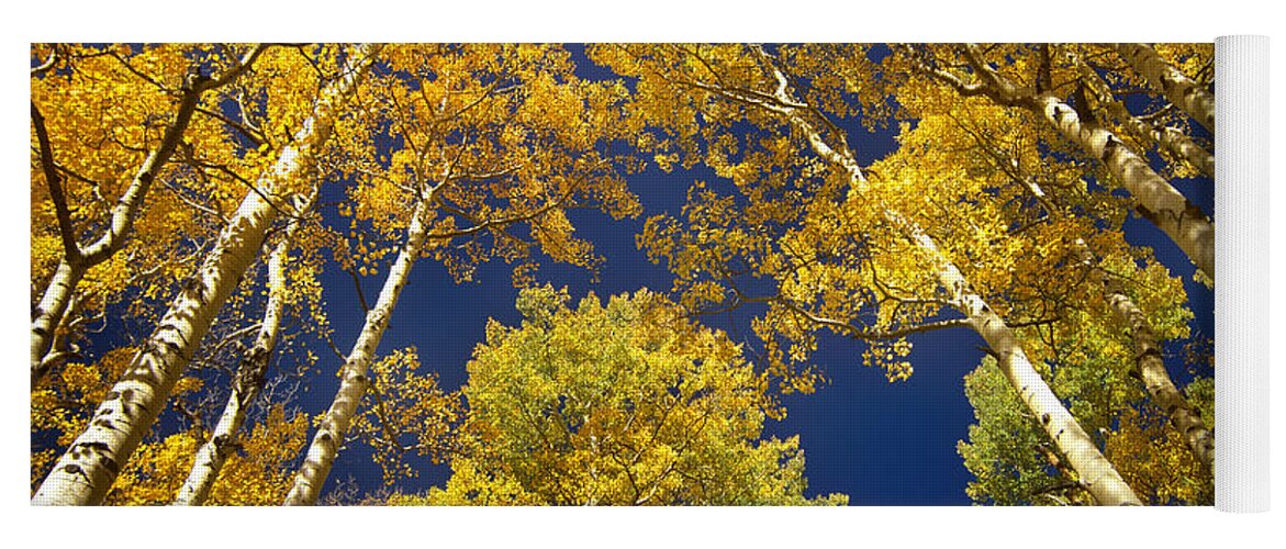 00175663 Yoga Mat featuring the photograph Aspen Grove In Fall by Tim Fitzharris