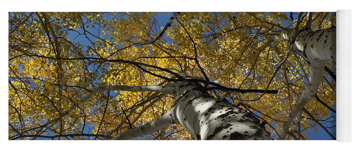 Gold Yoga Mat featuring the photograph Fall Aspen by Frank Madia
