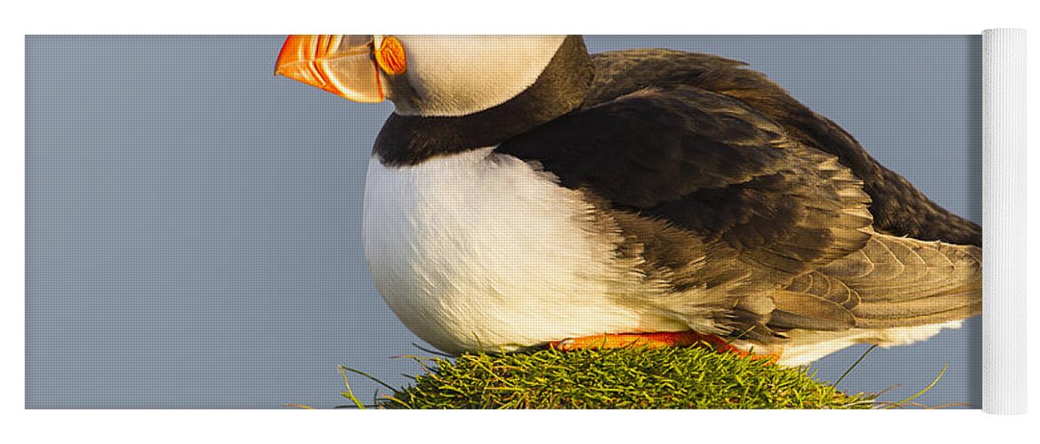 Nis Yoga Mat featuring the photograph Atlantic Puffin Iceland by Peer von Wahl
