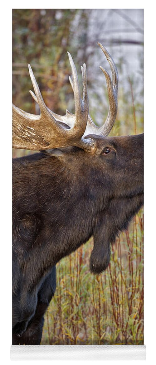 Bull Yoga Mat featuring the photograph Autumn Bull Moose II by Gary Langley