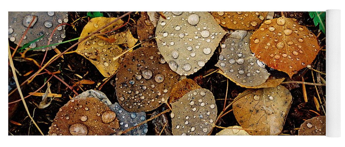 Aspen Yoga Mat featuring the photograph Autumn Dew by Ron Weathers