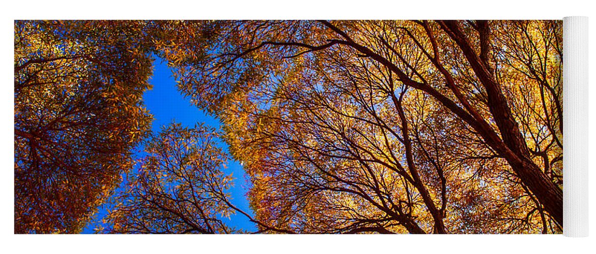 Trees Yoga Mat featuring the photograph Autumn Glory by Jenny Rainbow