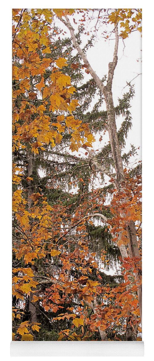Autumn Yoga Mat featuring the photograph Autumn Gold by Sandy McIntire