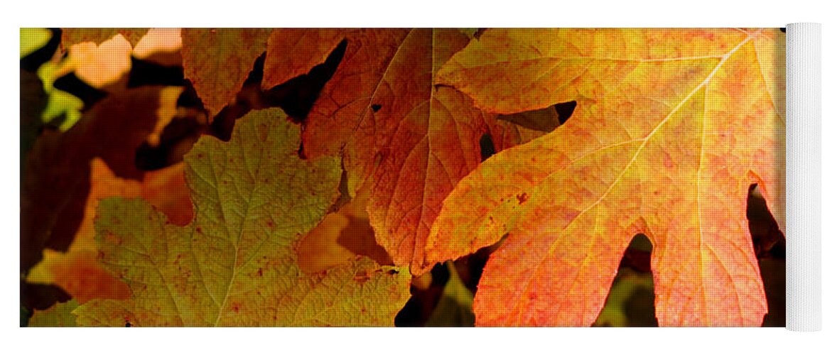 Autumn Yoga Mat featuring the photograph Autumn Hues by Living Color Photography Lorraine Lynch