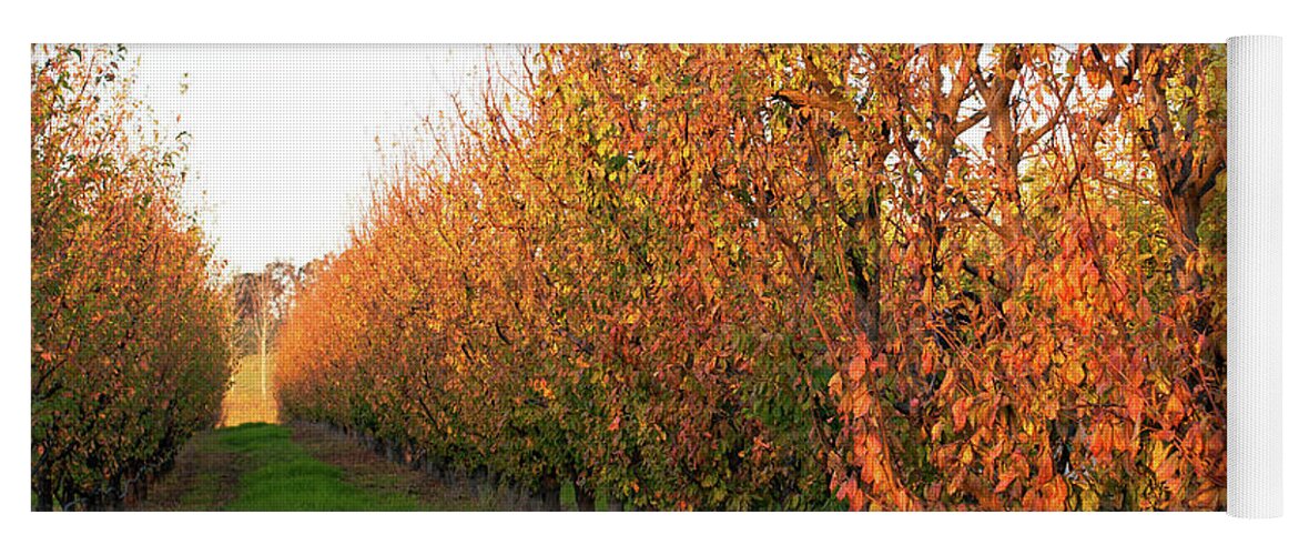 Autumn Yoga Mat featuring the photograph Autumn Orchard by Rick Piper Photography