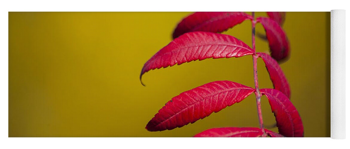 Autumn Sumac Yoga Mat featuring the photograph Autumn Sumac by Wayne Moran