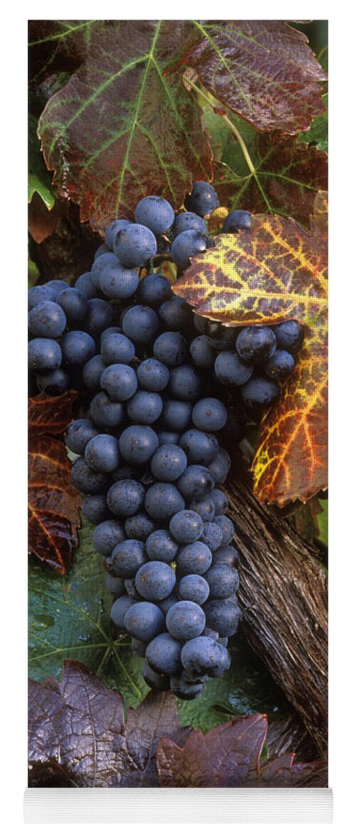 Agriculture Yoga Mat featuring the photograph Autumn Zinfandel Cluster by Craig Lovell