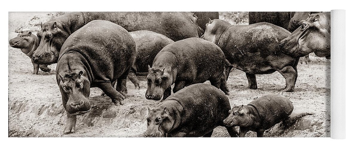 Africa Yoga Mat featuring the photograph Aware Hippos by Mike Gaudaur