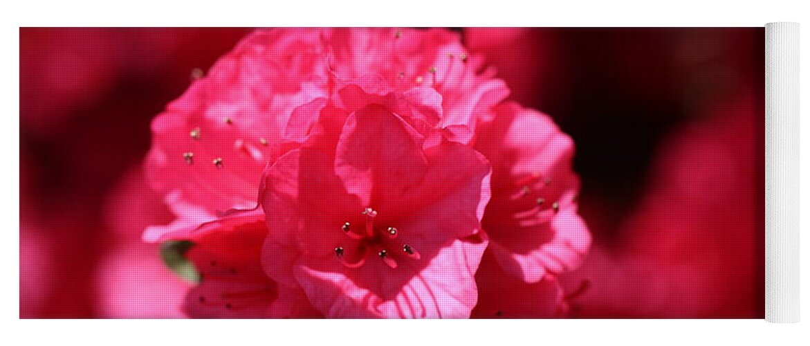 Pink Yoga Mat featuring the photograph Azalea bloom by Denise Cicchella