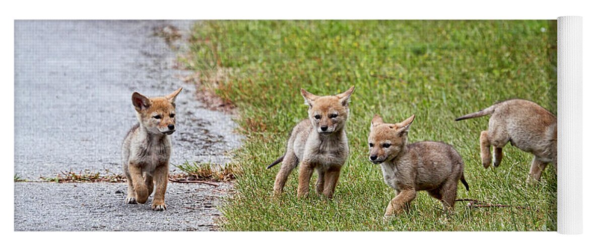 Coyotes Yoga Mat featuring the photograph Baby Coyotes on the Run by Peggy Collins