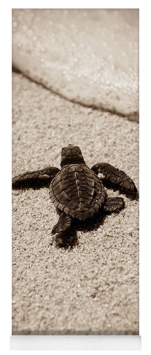 Baby Loggerhead Yoga Mat featuring the photograph Baby Sea Turtle by Sebastian Musial
