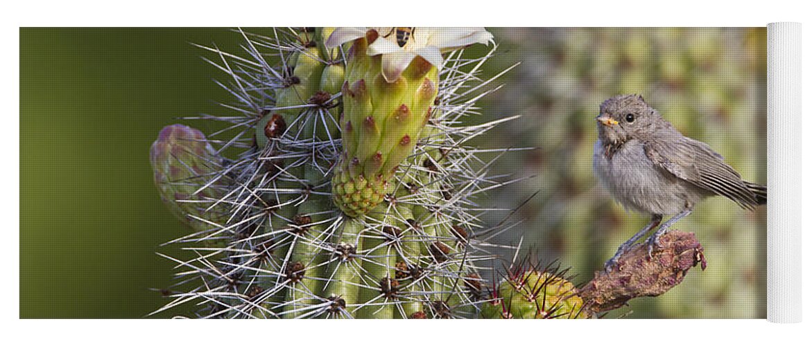 Verdin Yoga Mat featuring the photograph Baby verdin on cactus by Bryan Keil
