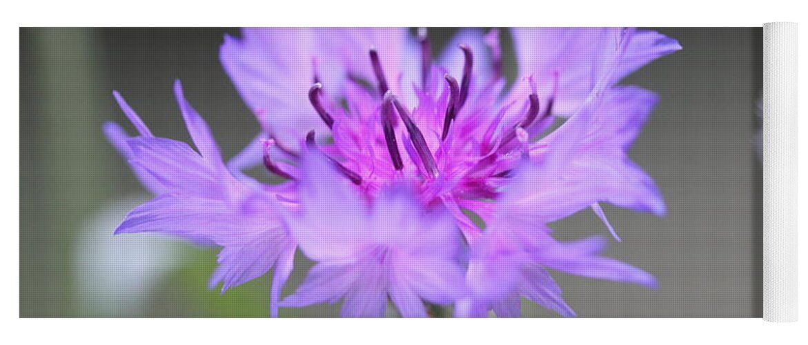 Flower Yoga Mat featuring the photograph Bachelor's Buttons by Ruth Kamenev