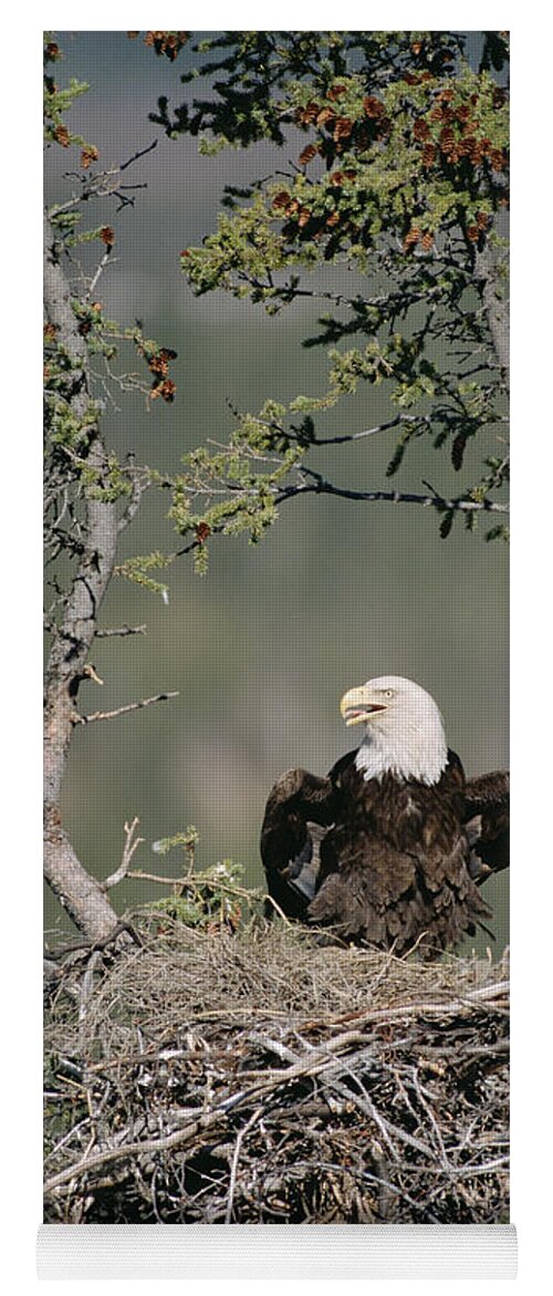 Feb0514 Yoga Mat featuring the photograph Bald Eagle Calling On Nest Alaska by Michael Quinton