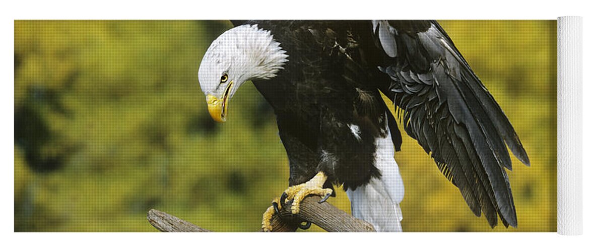 North America Wildlife Yoga Mat featuring the photograph Bald Eagle in Perch Wildlife Rescue by Dave Welling