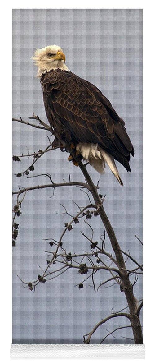 Haliaeetus Leucocphalus Yoga Mat featuring the photograph Bald Eagle In Tree Top by J L Woody Wooden