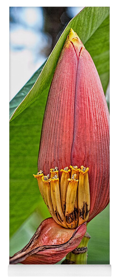Hawaii Yoga Mat featuring the photograph Banana Tree Flower by Dan McManus