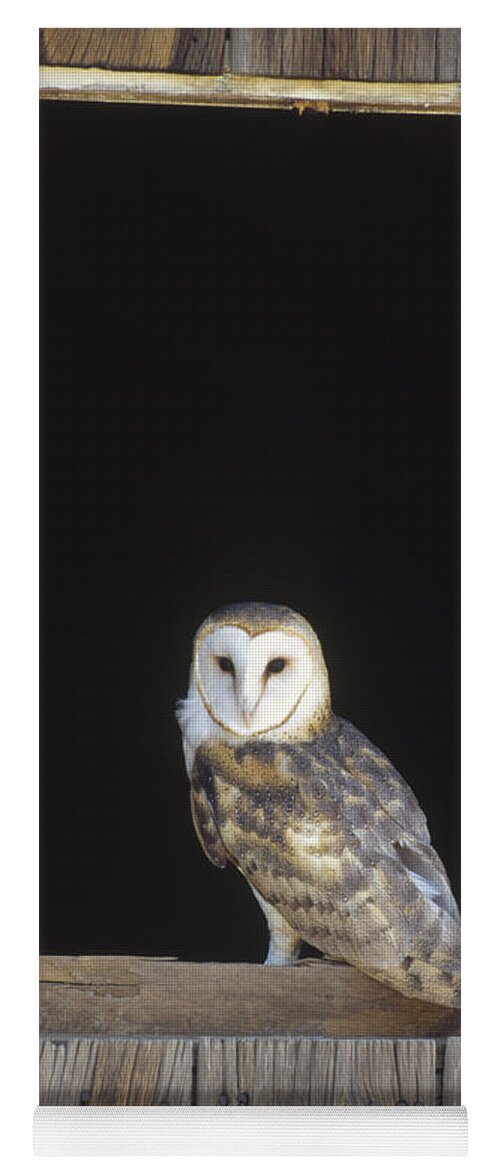 Feb0514 Yoga Mat featuring the photograph Barn Owl On Barn Window by Konrad Wothe