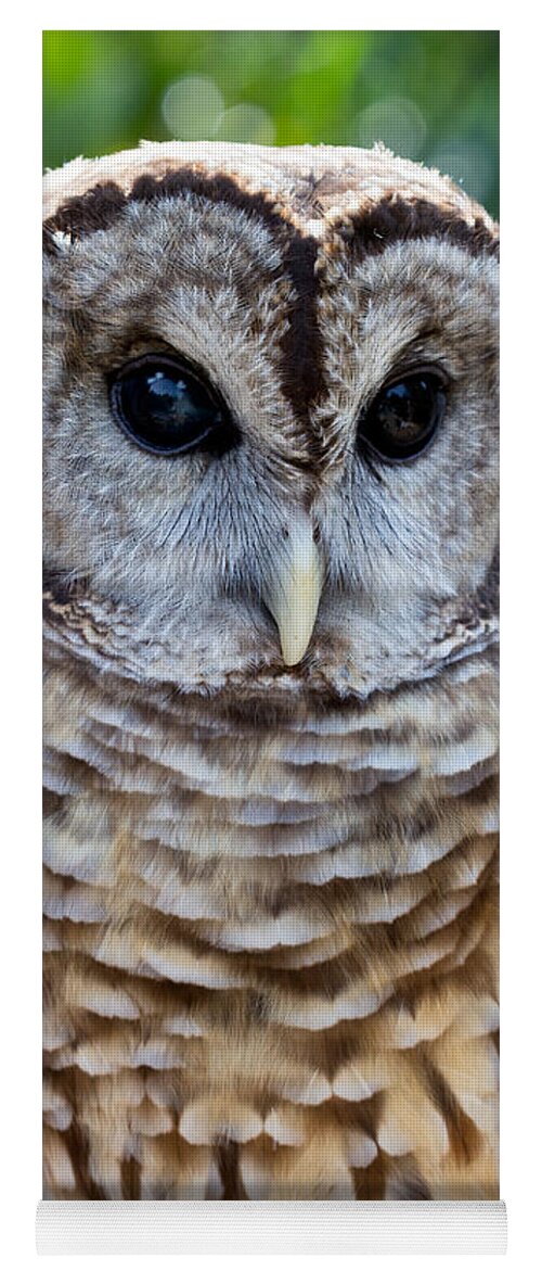 Owl Yoga Mat featuring the photograph Barred Owl by Bernd Laeschke