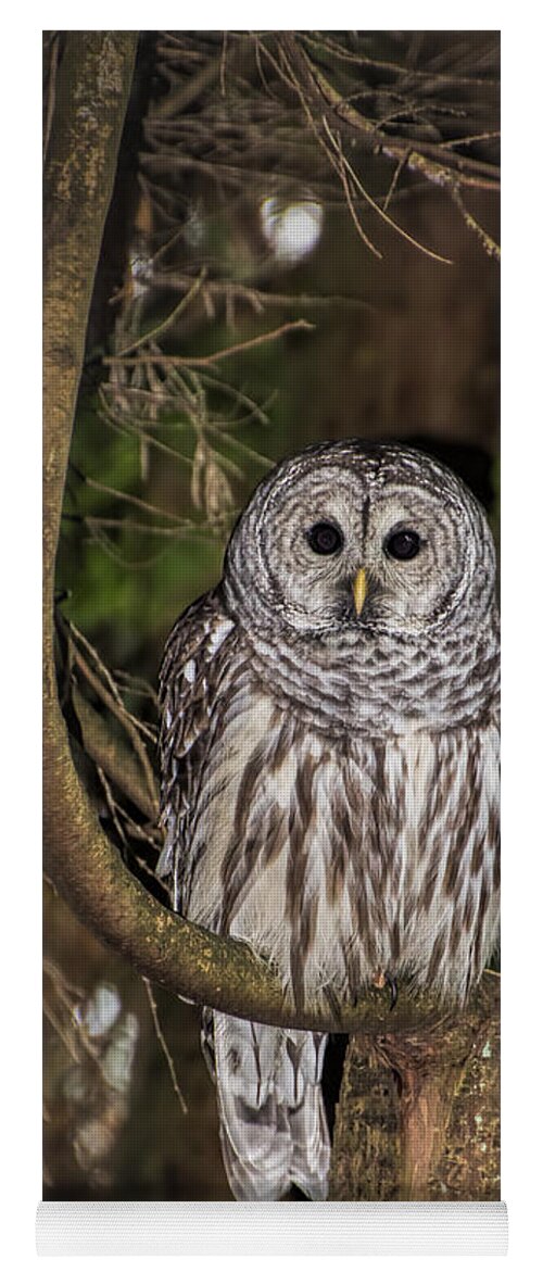 Northern Yoga Mat featuring the photograph Barred Owl by David Gleeson