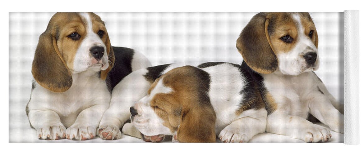 Beagle Yoga Mat featuring the photograph Beagle Puppies, Row Of Three, Second by John Daniels