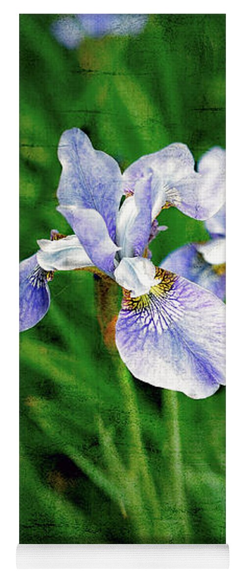 Iris Yoga Mat featuring the photograph Beautiful Louisiana Hybrid Iris by Marianne Campolongo