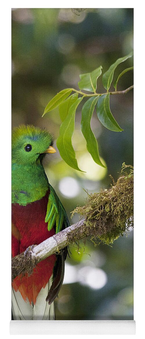 Bird Yoga Mat featuring the photograph Beautiful Quetzal 1 by Heiko Koehrer-Wagner