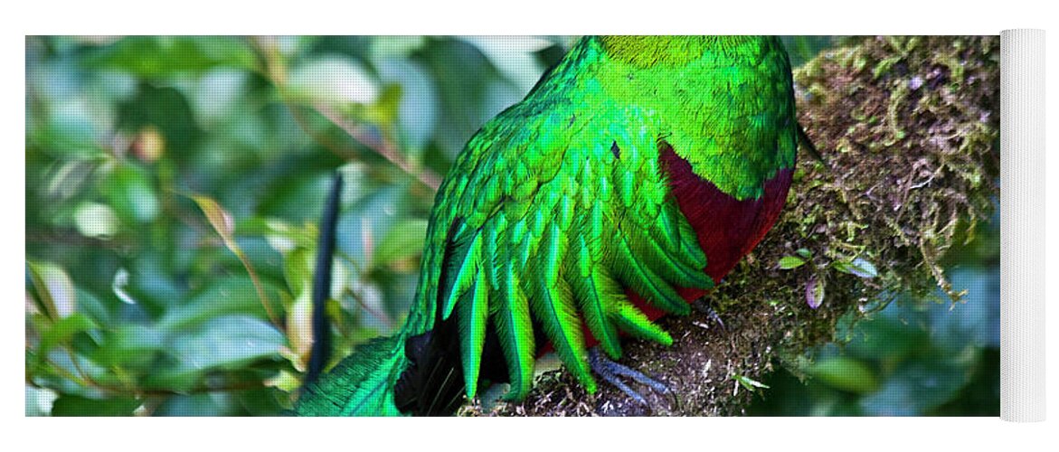 Bird Yoga Mat featuring the photograph Beautiful Quetzal 2 by Heiko Koehrer-Wagner