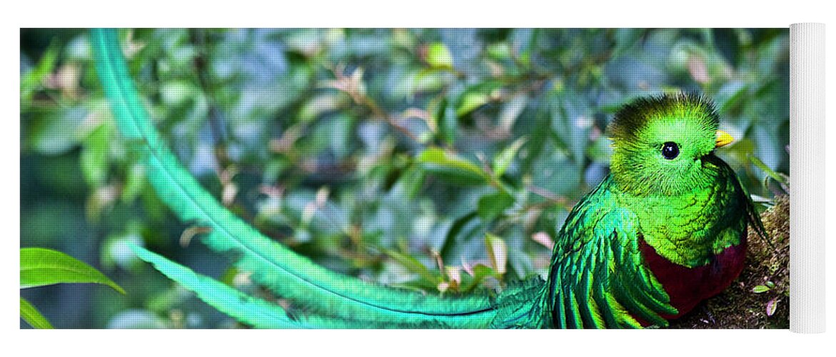 Bird Yoga Mat featuring the photograph Beautiful Quetzal 3 by Heiko Koehrer-Wagner
