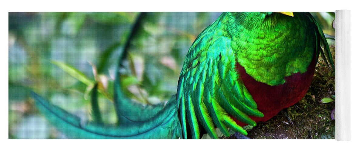 Quetzal Yoga Mat featuring the photograph Beautiful Quetzal 4 by Heiko Koehrer-Wagner