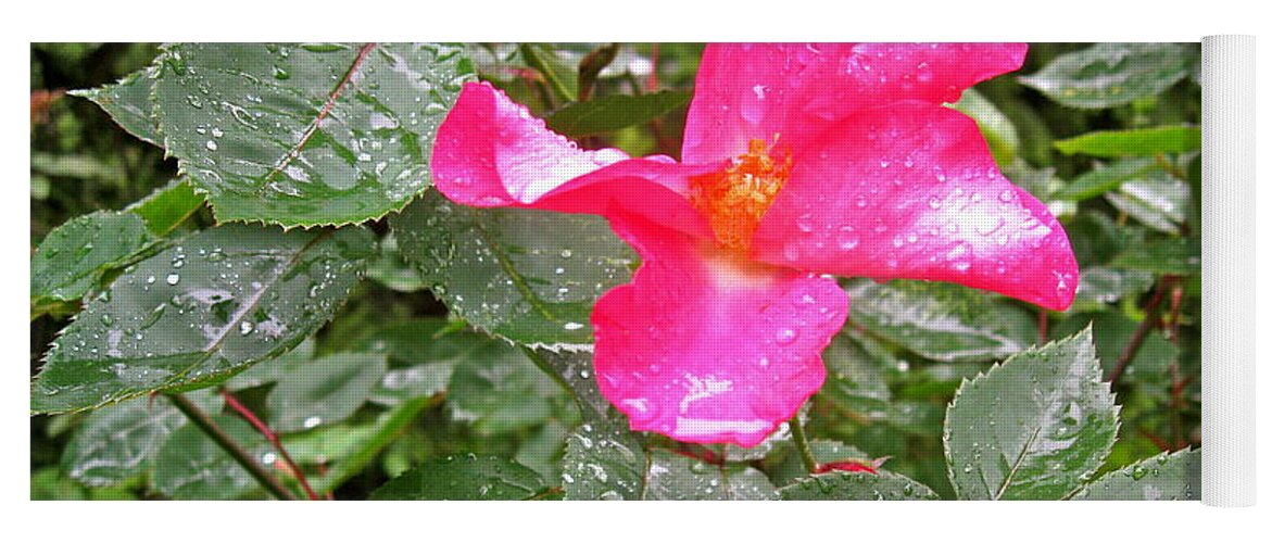 Flower Yoga Mat featuring the photograph Beauty After The Rain by Felix Zapata