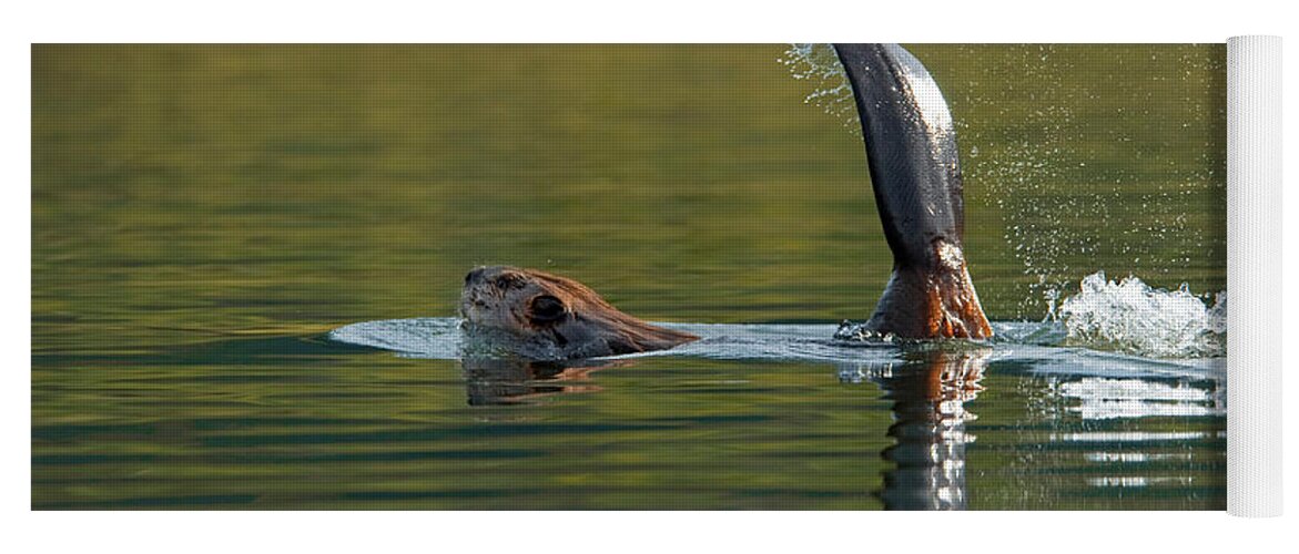 American Beaver Yoga Mat featuring the photograph Beaver by Thomas And Pat Leeson