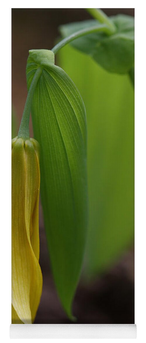 Bellwort Yoga Mat featuring the photograph Bellwort Or Uvularia grandiflora by Daniel Reed