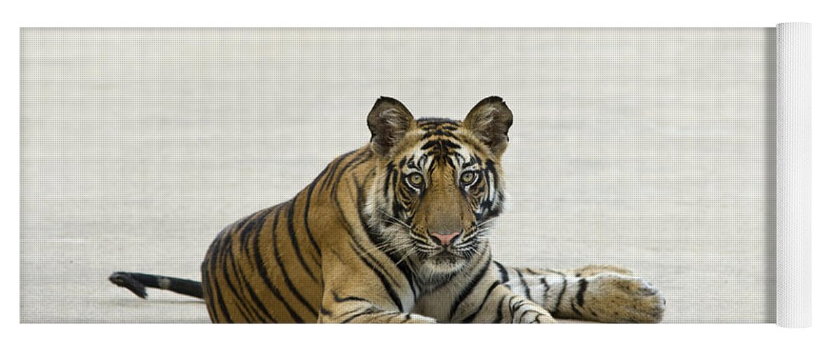 Feb0514 Yoga Mat featuring the photograph Bengal Tiger Cub On Road Bandhavgarh Np by Suzi Eszterhas