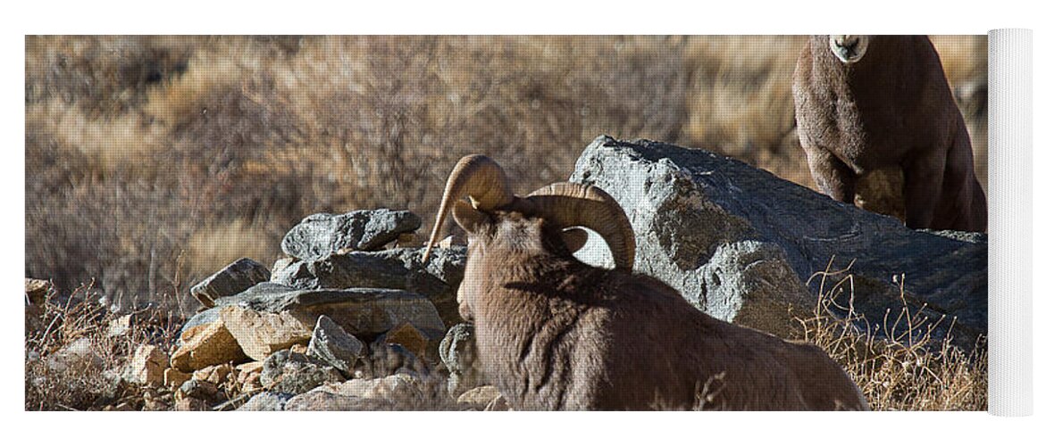 Bighorn Sheep Photograph Yoga Mat featuring the photograph Between a Rock and a Hard Place by Jim Garrison
