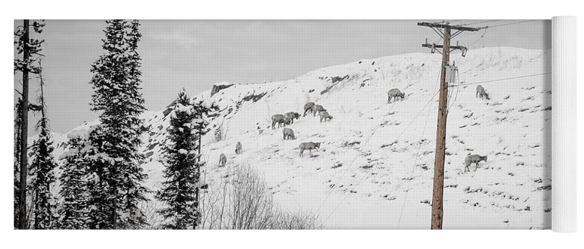 Big Horn Sheep Yoga Mat featuring the photograph Big Horn Sheep Hinton Hillside by Roxy Hurtubise