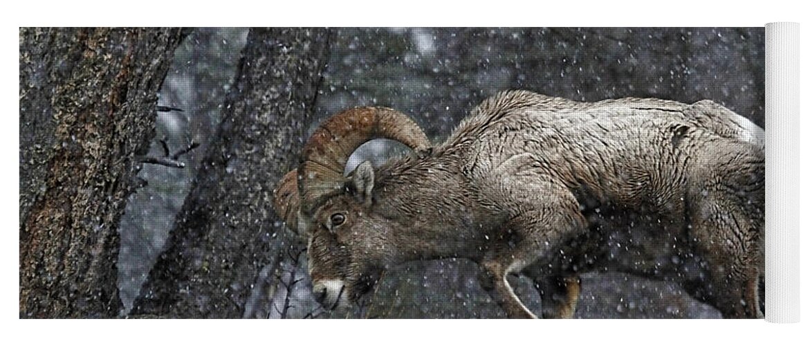 Bighorn Sheep Yoga Mat featuring the photograph Bighorn Caught In A Blizzard by Athena Mckinzie