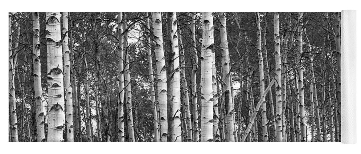 Forest Yoga Mat featuring the photograph Birch Tree Grove in Black and White by Randall Nyhof