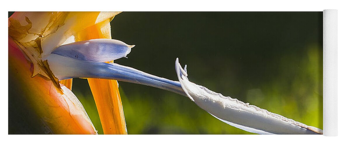 Australia Yoga Mat featuring the photograph Bird of Paradise by Steven Ralser
