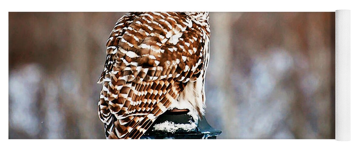 Barred Owl Print Yoga Mat featuring the photograph Bird of Prey Barred Owl by Gwen Gibson