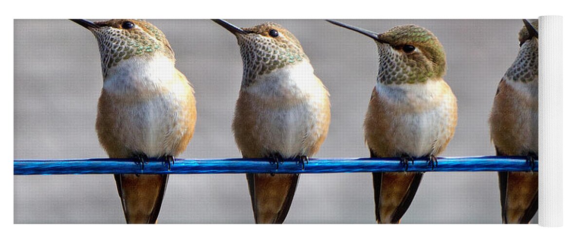 Rufous Hummingbird Yoga Mat featuring the photograph Birds on a Wire by Randy Hall
